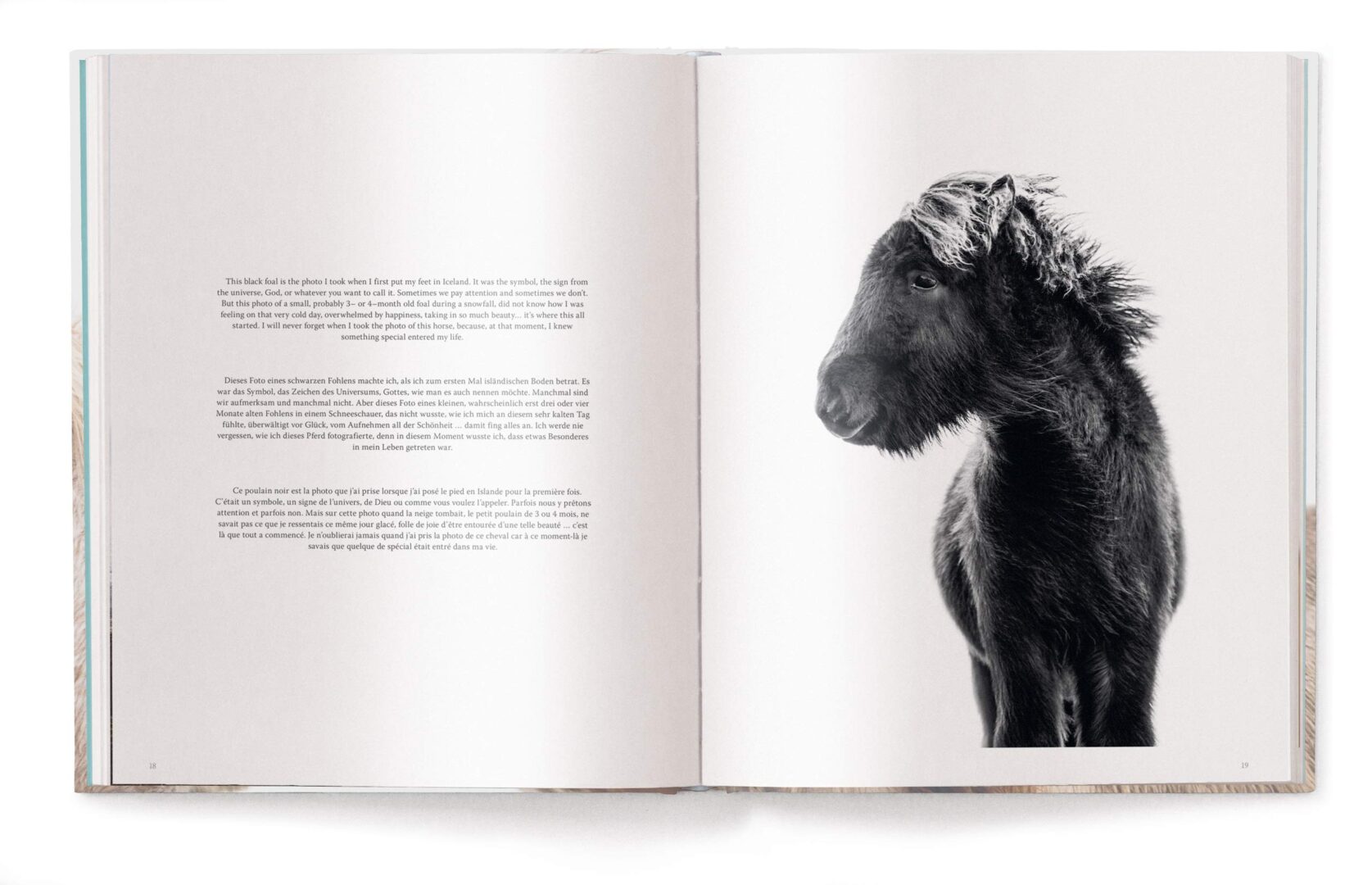 Horses of Iceland — изображение 8
