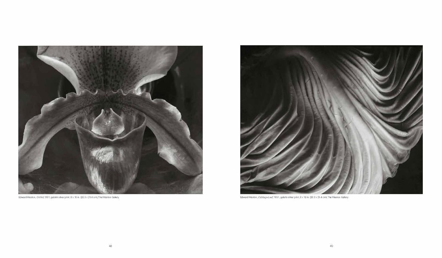 Weston: Edward, Brett, Cole, Cara: A Dynasty of Photographers — изображение 3